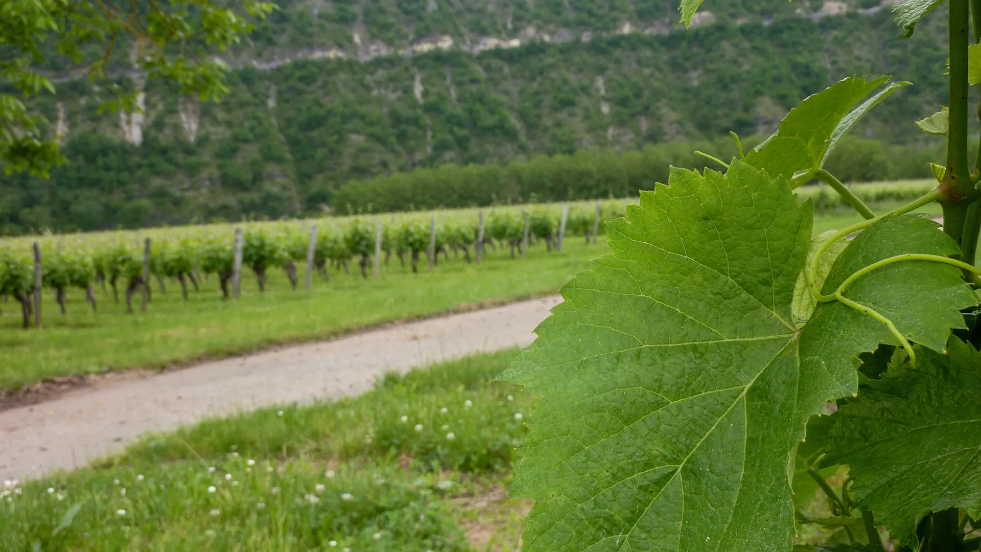 Régagnac - Balade au milieu des vignes_03 © Lot Tourisme - C. Sanchez