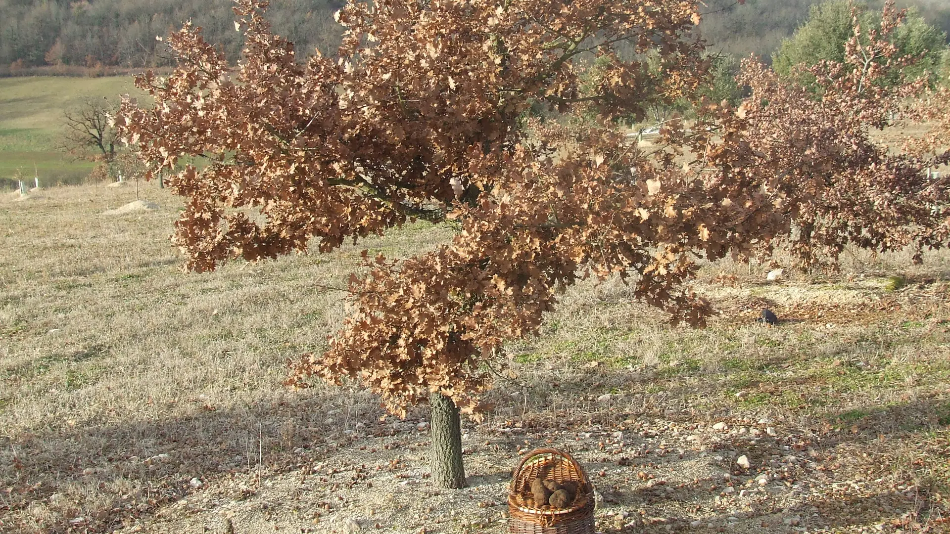 RestaurantFermeTruffe_Arbre