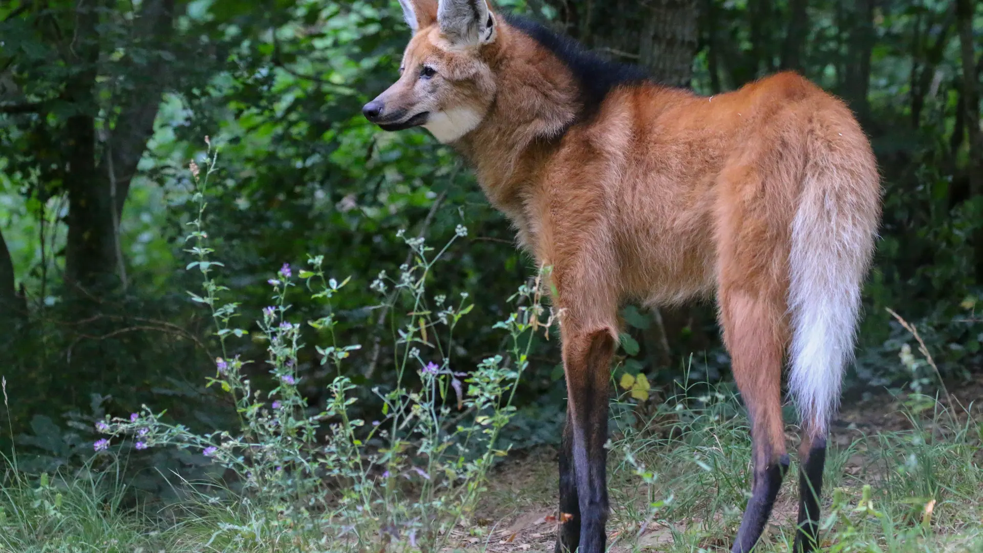Réserve Zoologique de Calviac - Loup à crinière