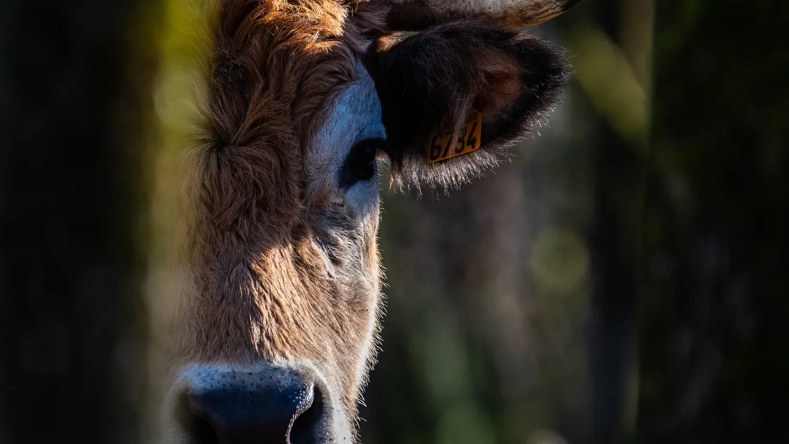 Coucou