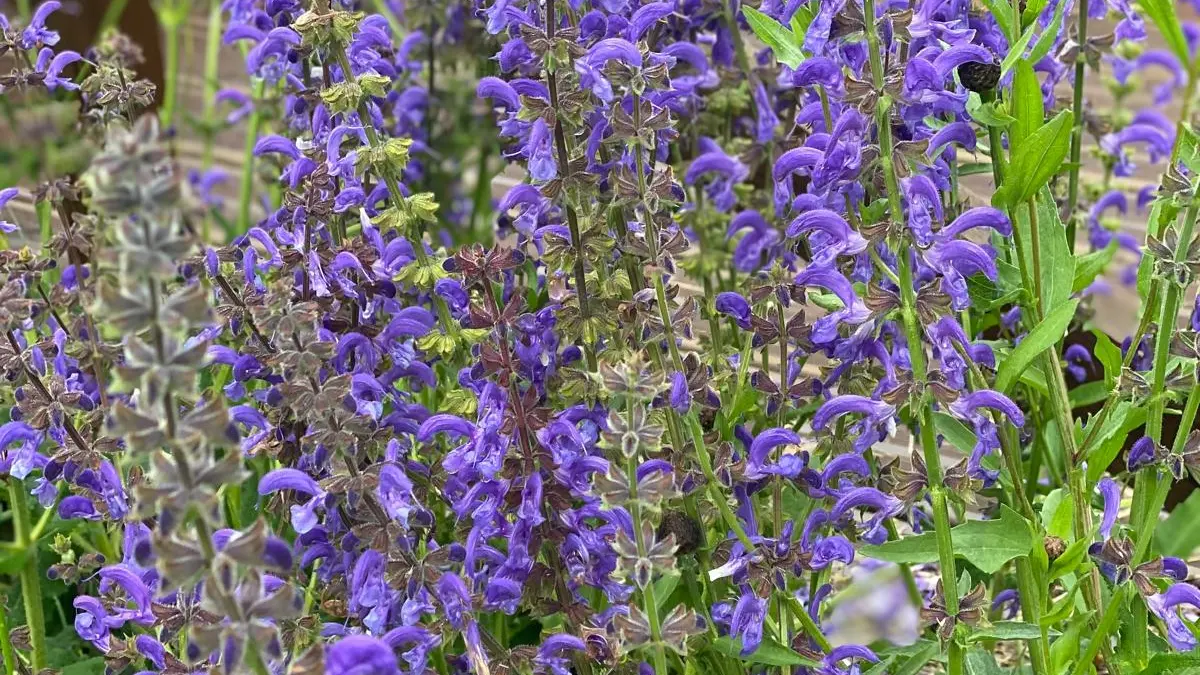 Salvia