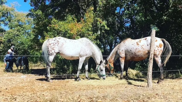 Savane et Sarah, juments apaloosa