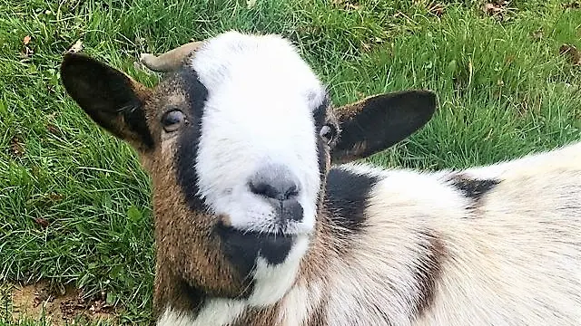 Shangou une de nos chèvres