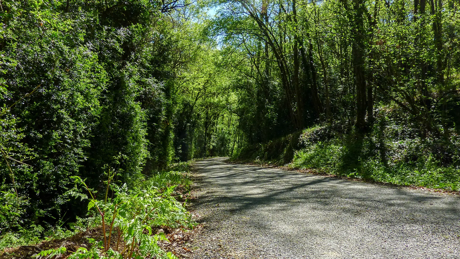 St-Anthet - Passage en sous-bois © Lot Tourisme - C. Sanchez