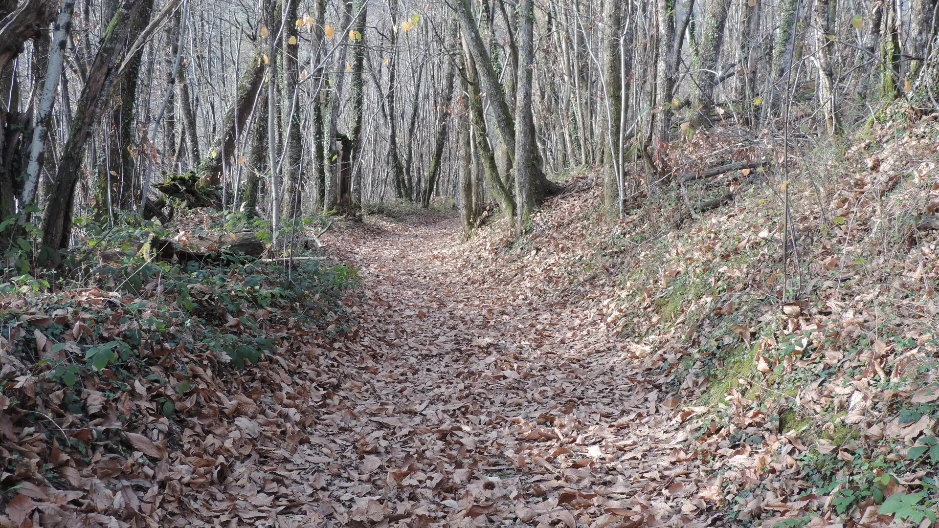 Superbe forêt