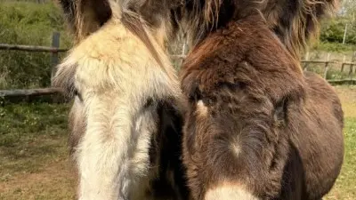 Our donkeys