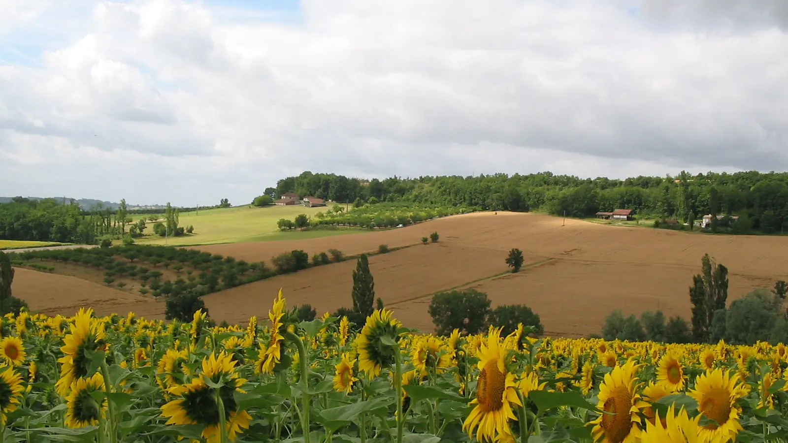 Champs de Tournesols