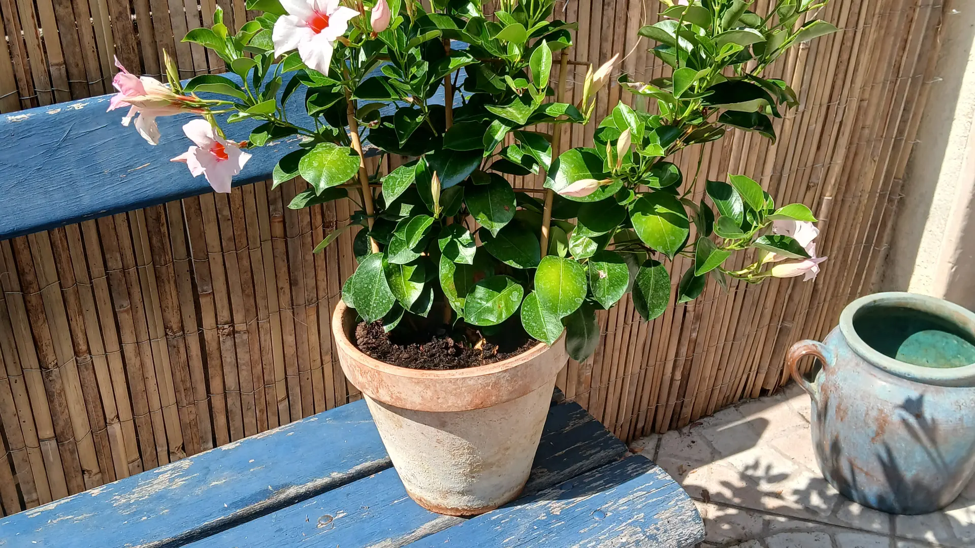 Terrasse 2