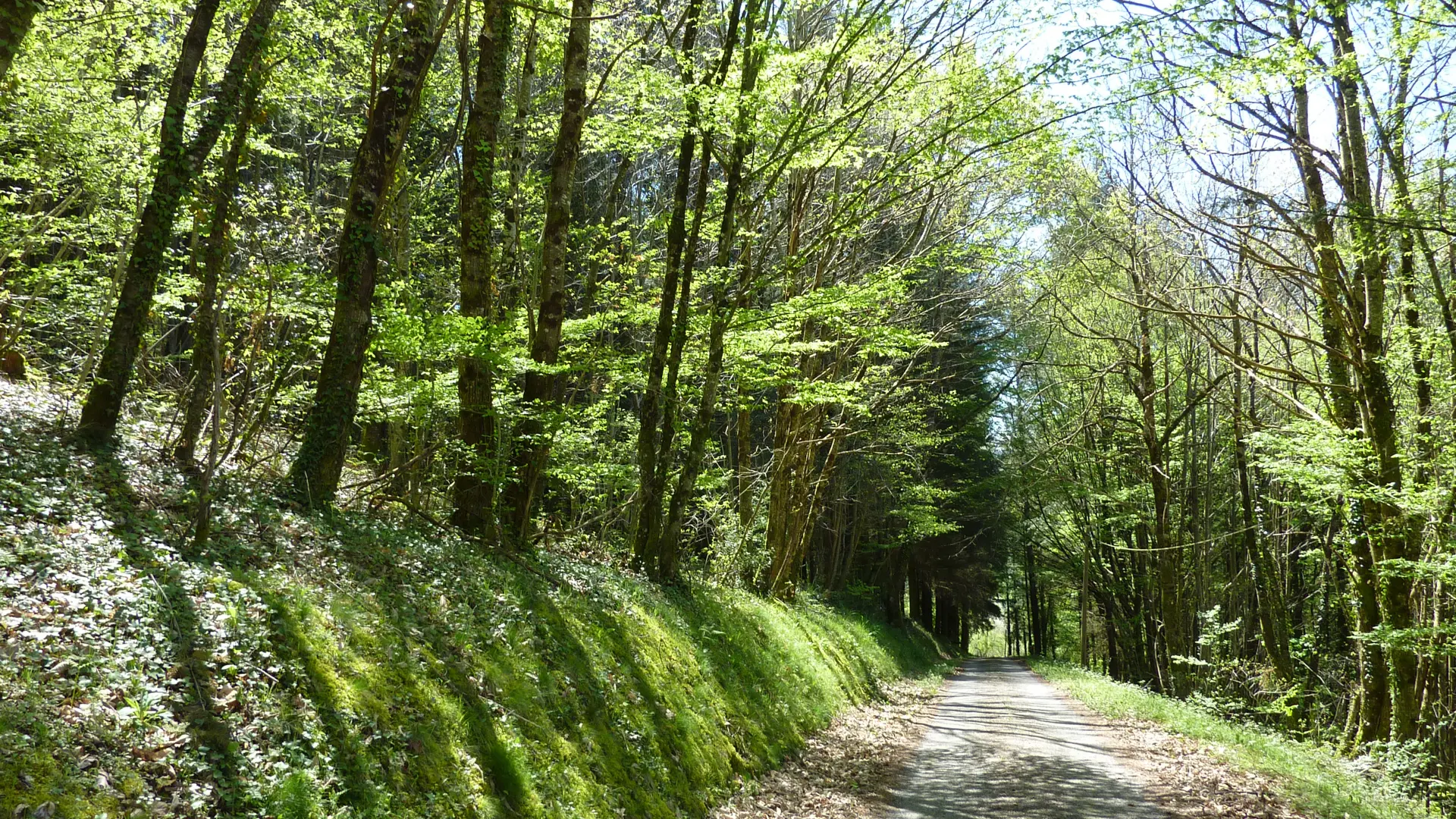 Tillet -  Passage dans les sous-bois_11 © Lot Tourisme - C. Sanchez