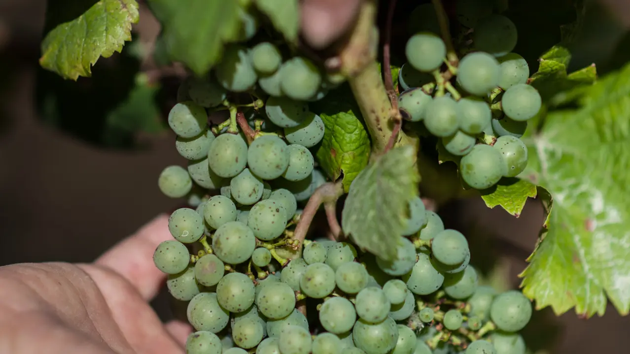 Travail de la vigne, Château Fantou à Prayssac_06 © Lot Tourisme - C. ORY