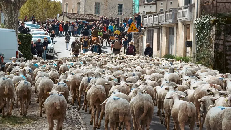 Transhumance Rocamadour - Luzech 2023