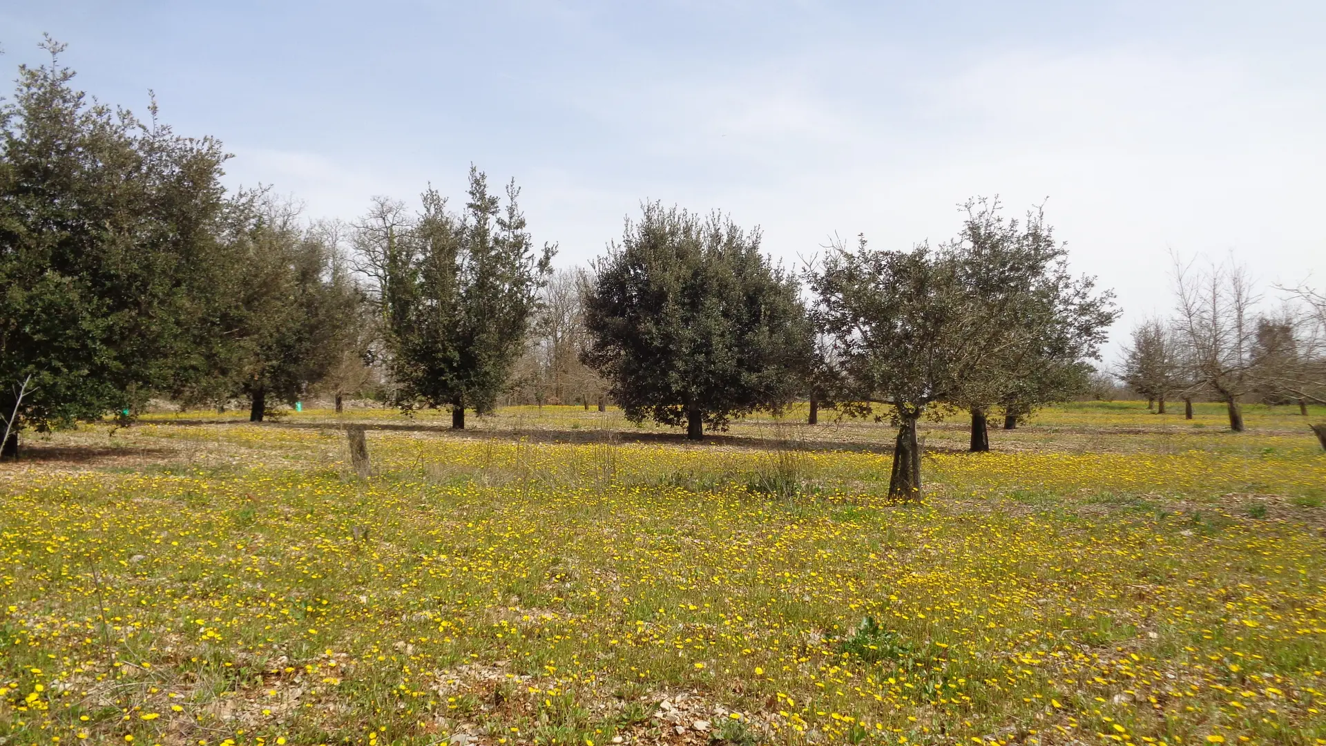 Truffière entre 5 et 6