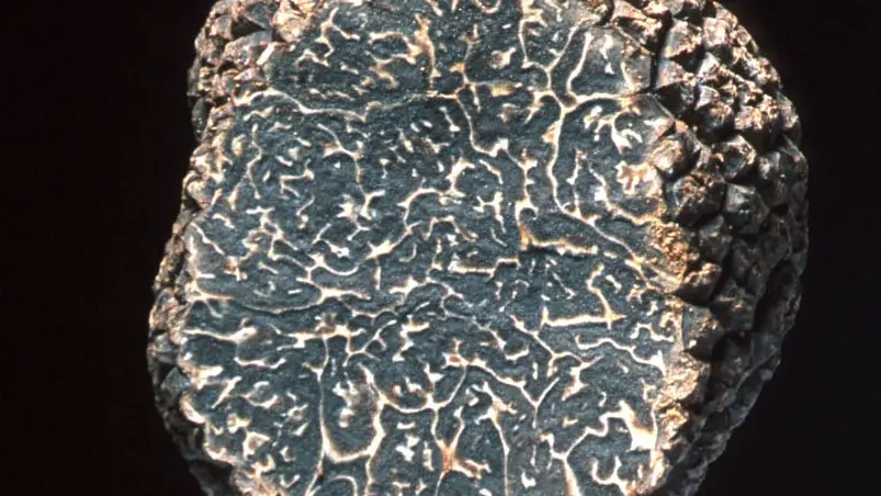 Tuber melanosporum (2)