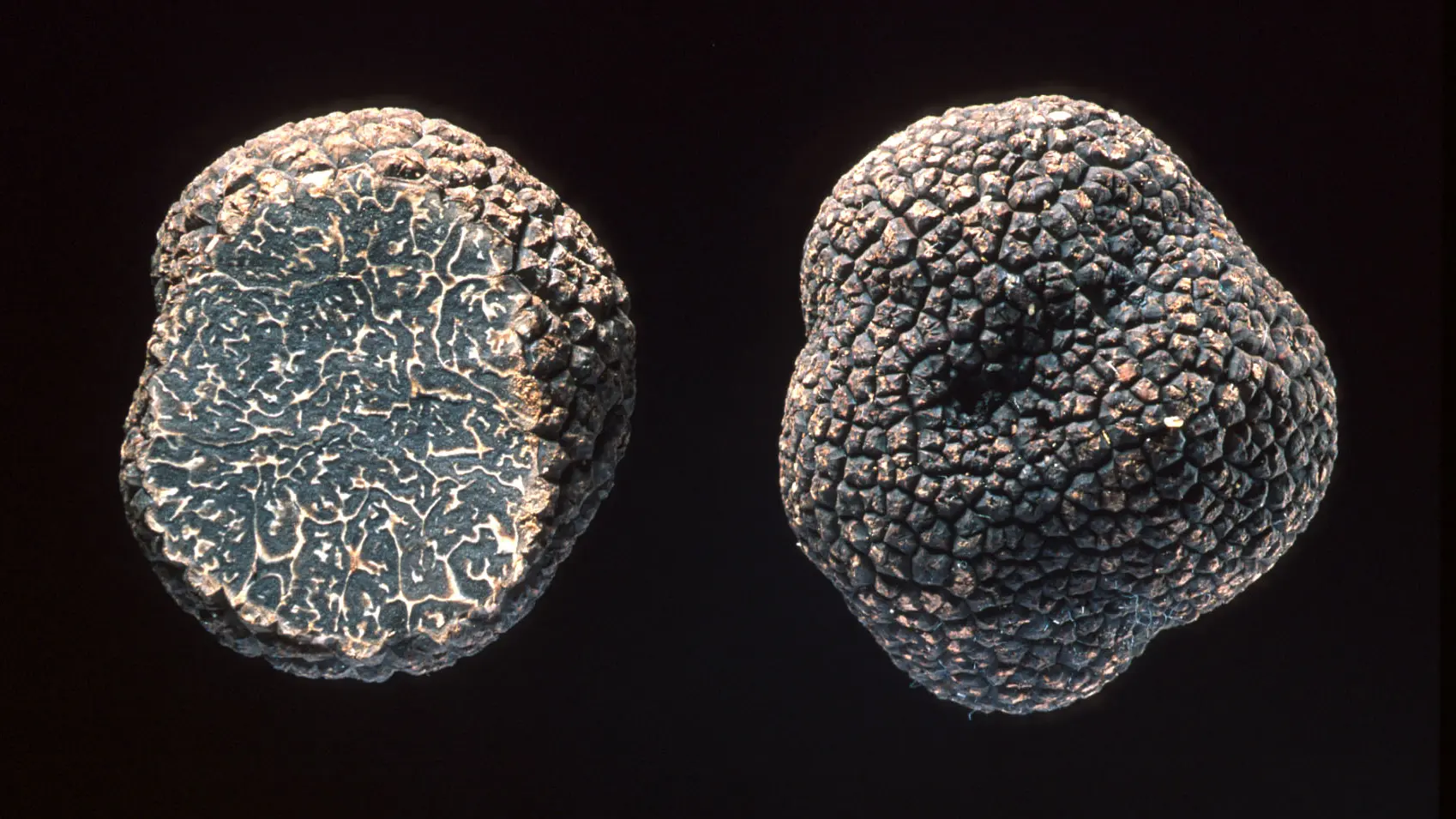 Tuber melanosporum