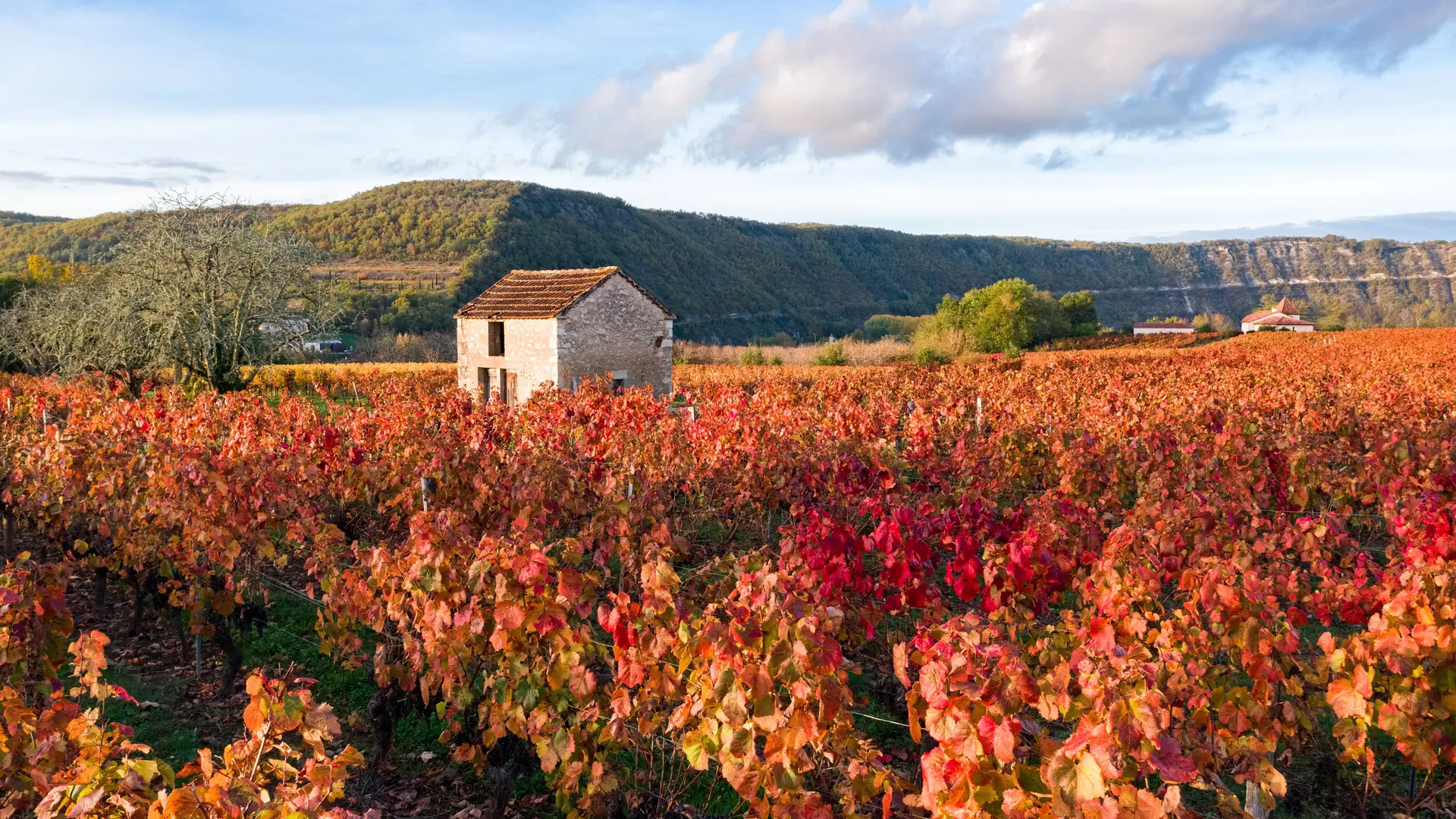 Vignoble de Cahors en automne à Parnac