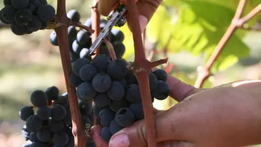 Vendanges au Château Lagrézette