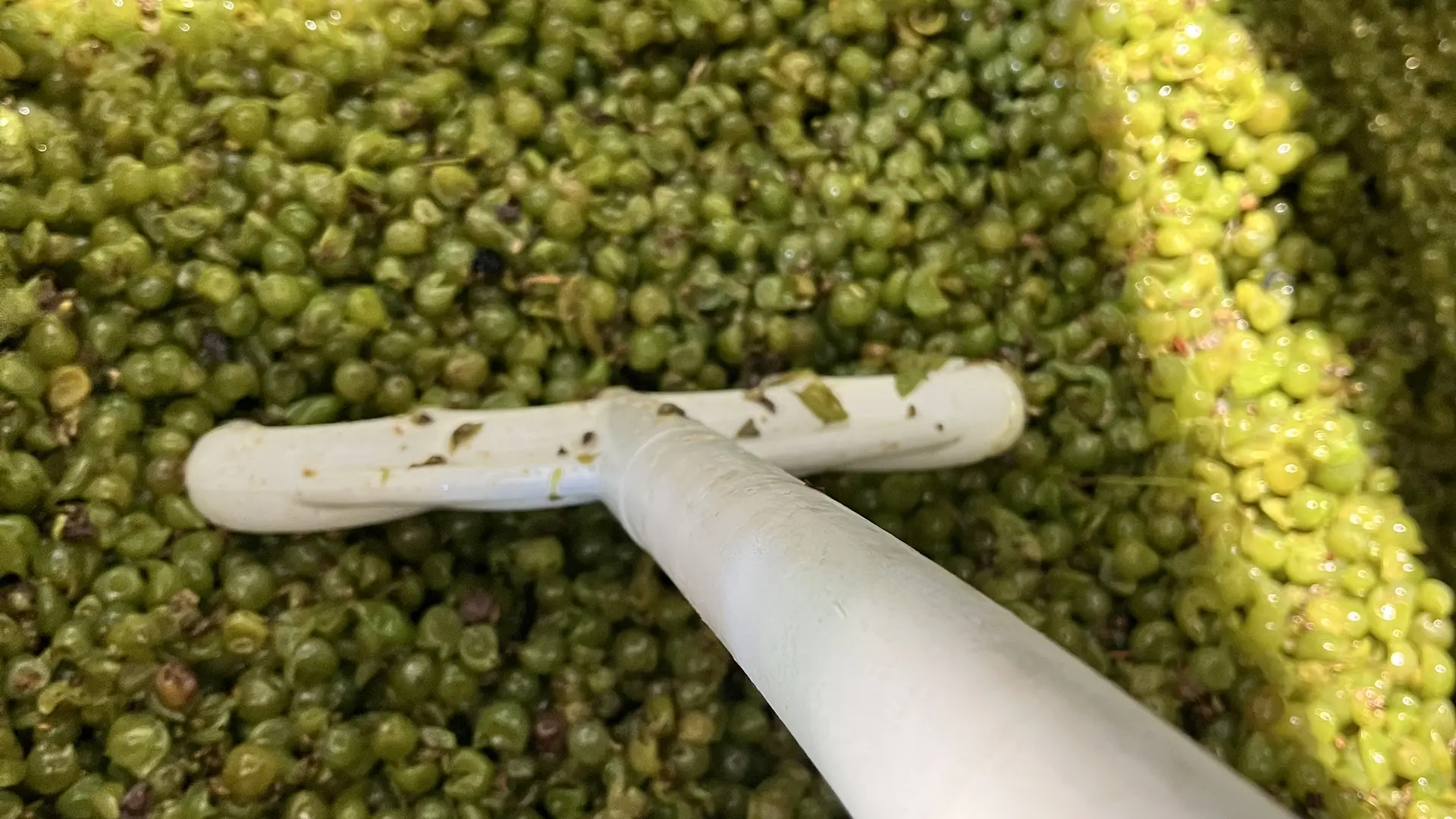 Vinification blanc
