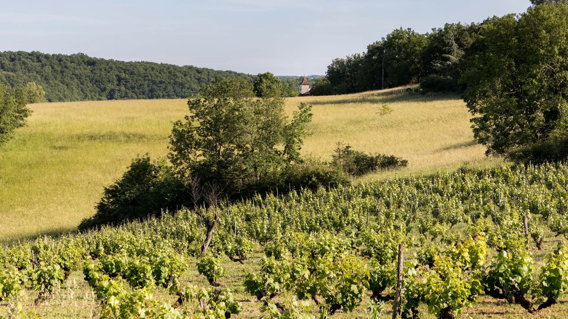 Vieille vigne jurancon