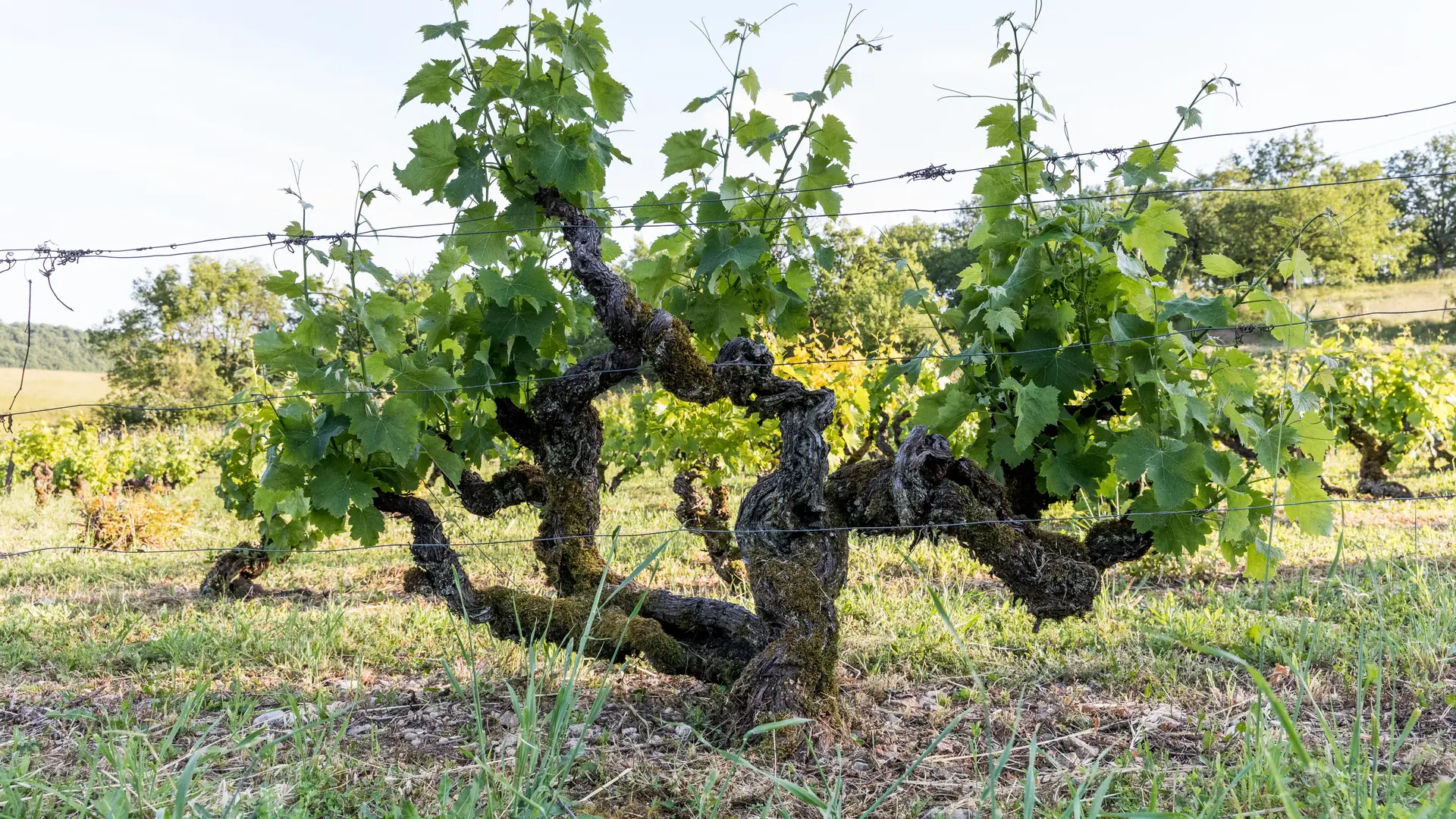 Vieille vigne jurancon