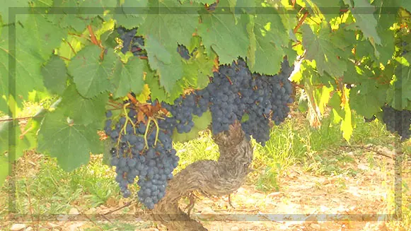 Vignes - Domaine des Trois Cazelles