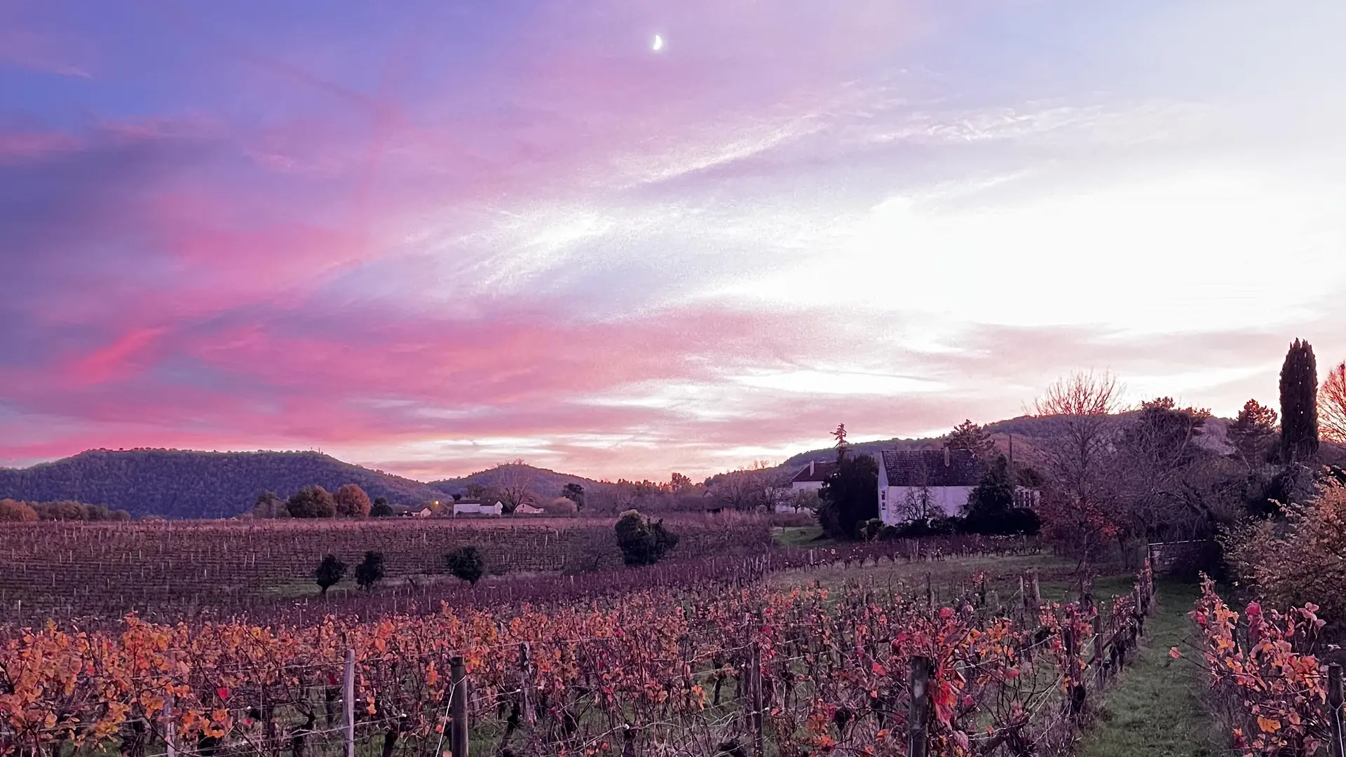 Vignes Caillac