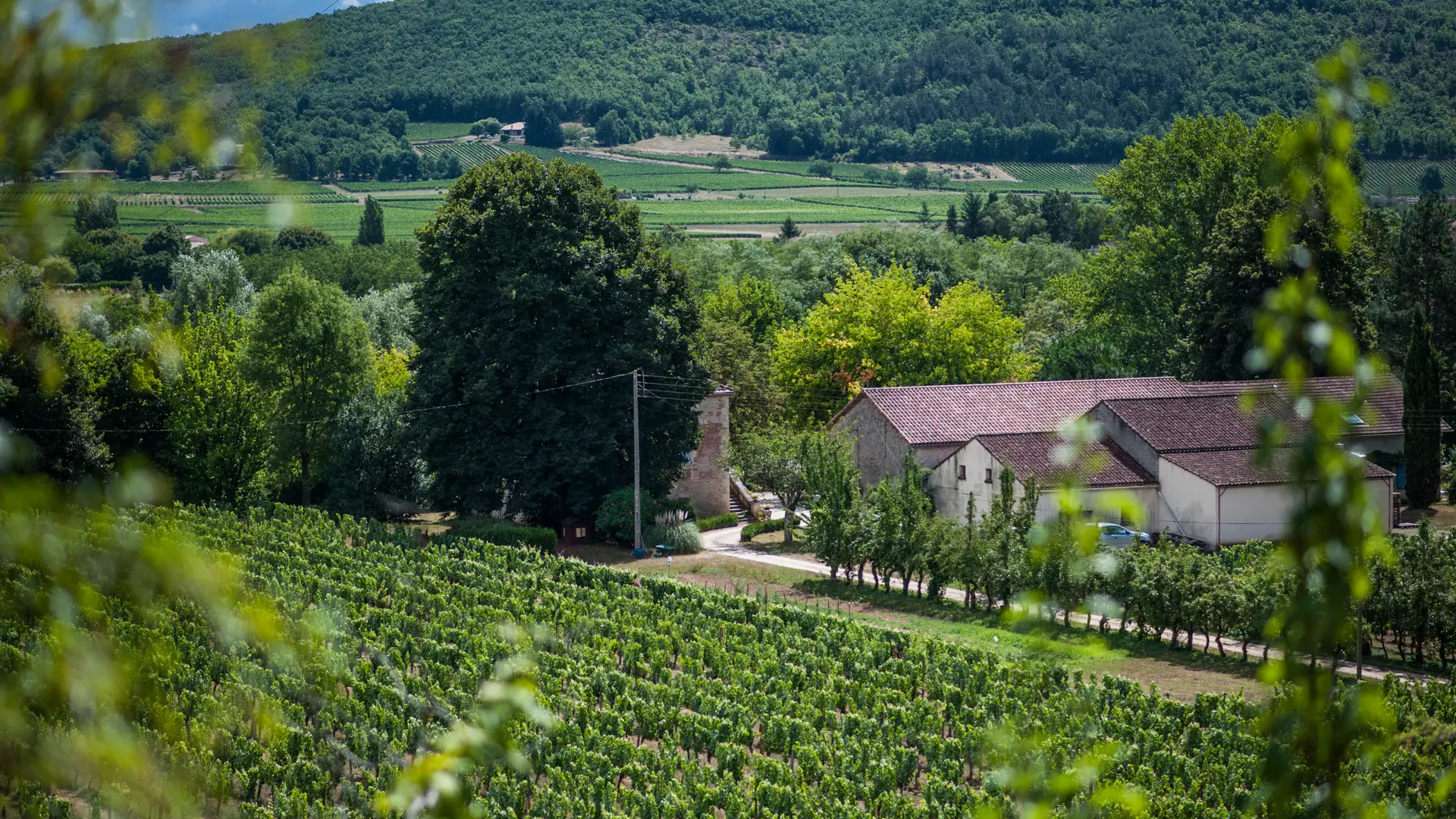 Vignes du Château Fantou à Prayssac_04 © Lot Tourisme - C. ORY