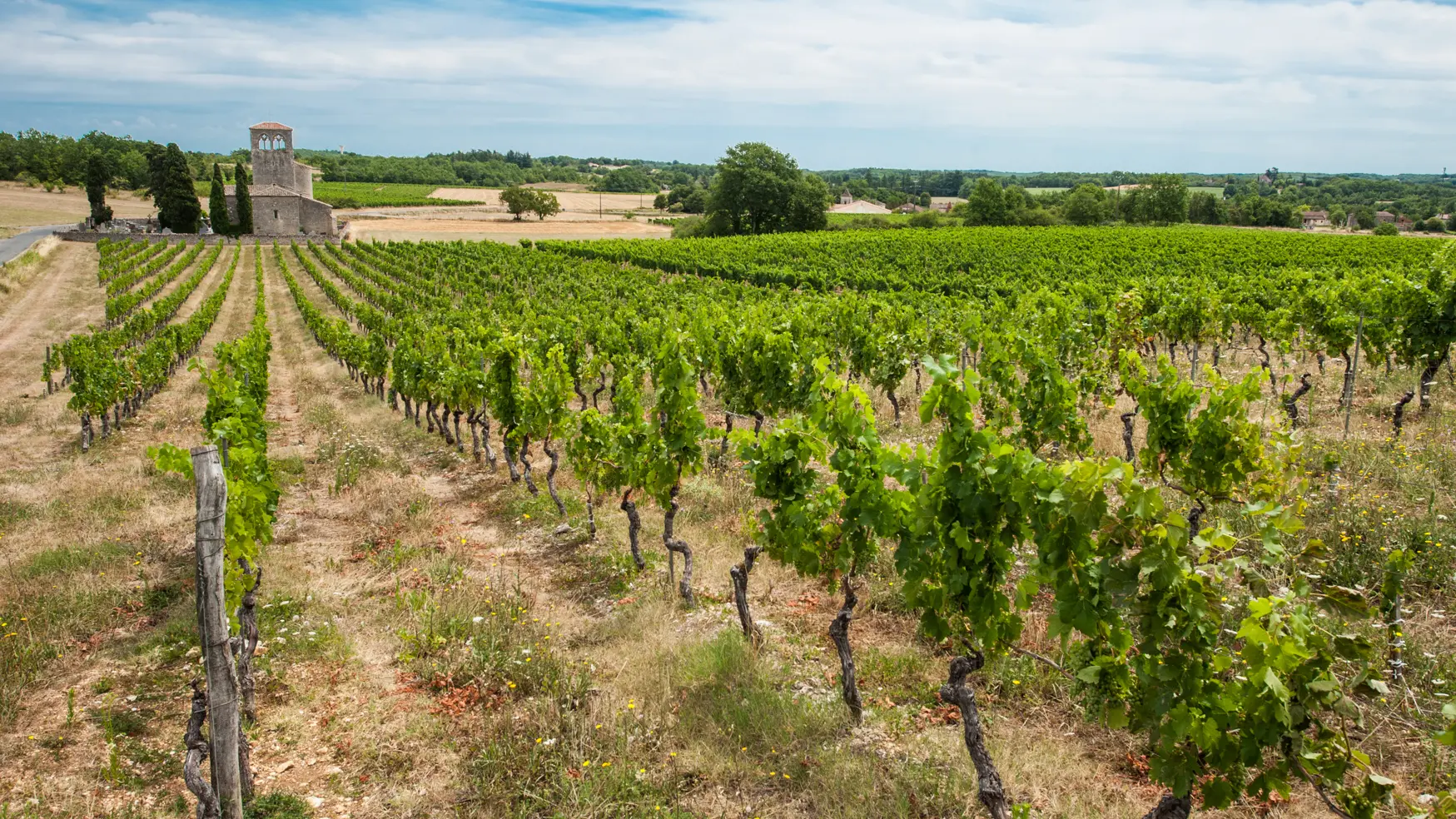 Vignes du Château Latuc à Mauroux © Lot Tourisme - C. ORY