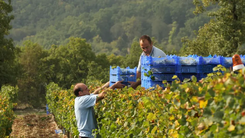 Vignoble Les Claies de Maillol