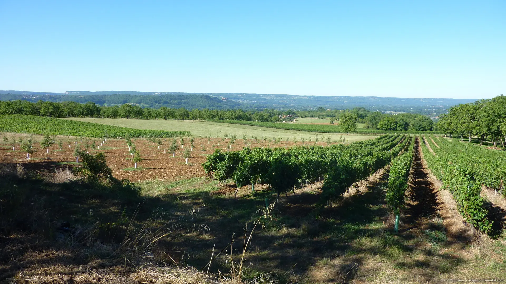 Vignoble de Glanes