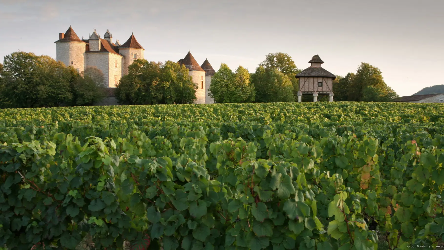 Caillac - Vignoble du Château La Grézette