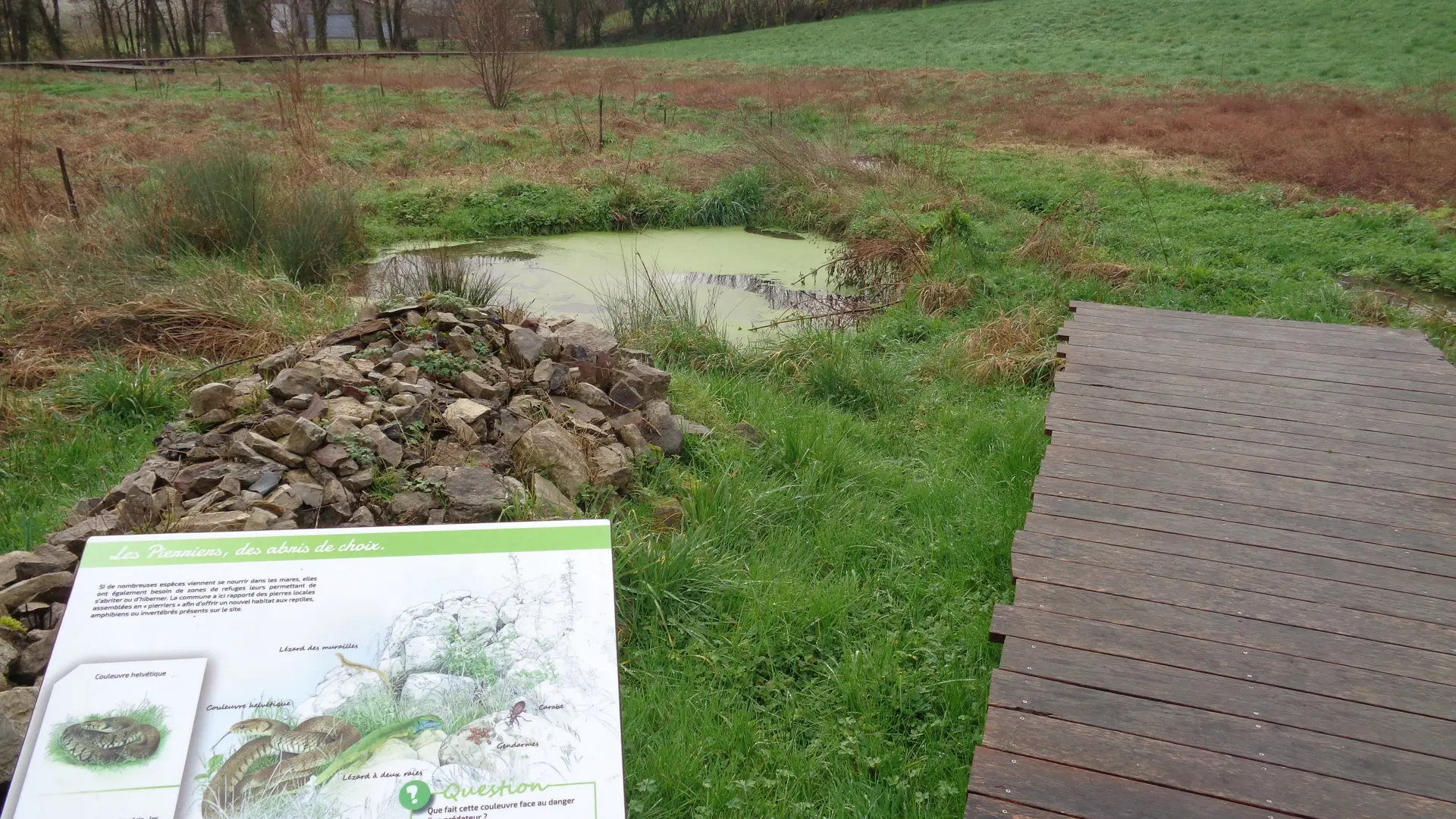 Vue aménagement prairie humide5