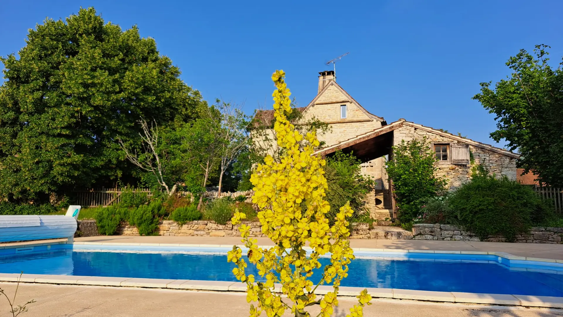 Vue de la piscine et d'un bouillon blanc en fleur