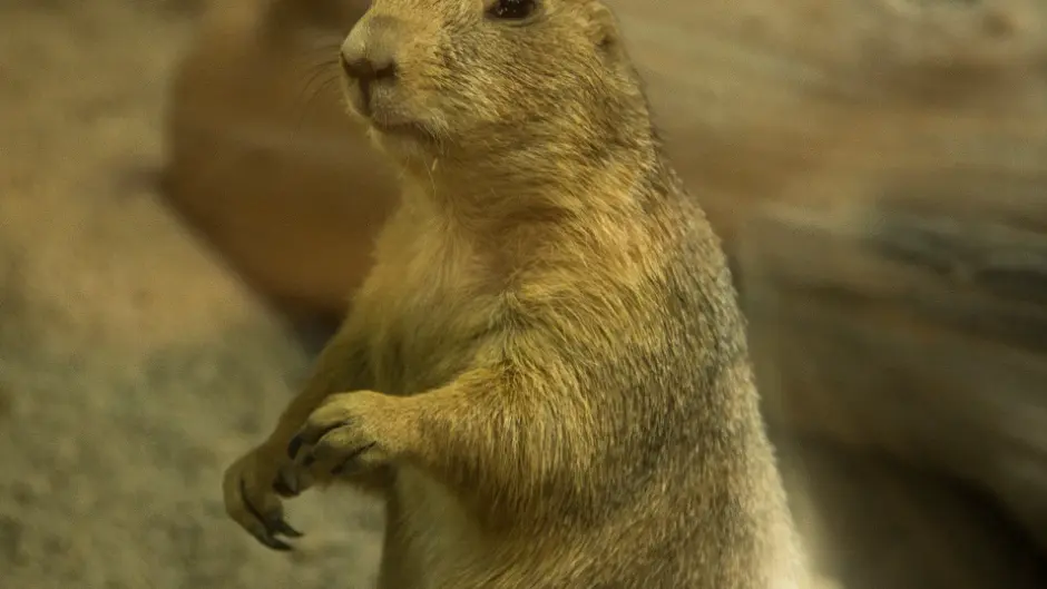 Nos Chiens de prairie
