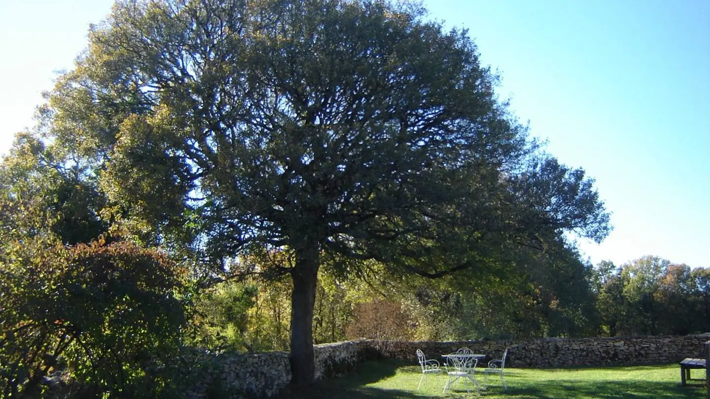 Jardin naturel arboré érables de Montpellier