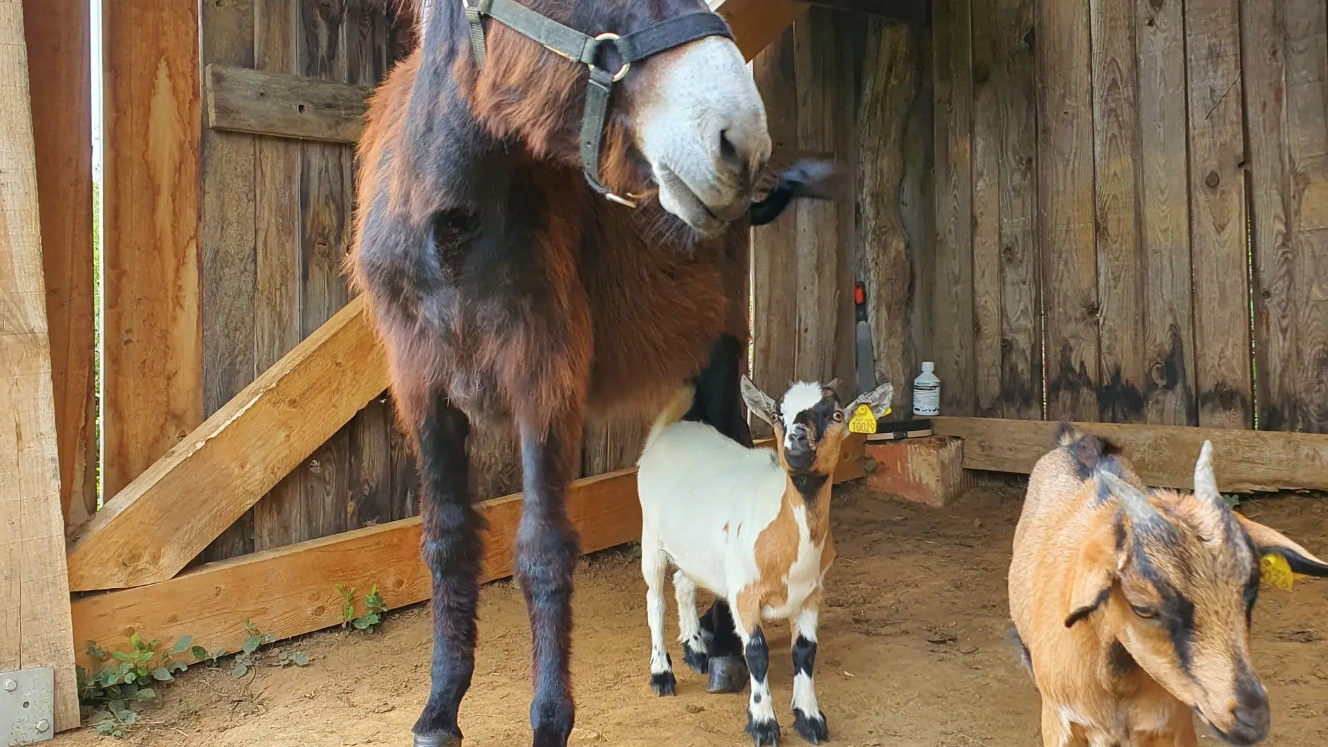 Dans un terrain de 8000 m2, nos 2 ânesses et notre couple de chèvres naines