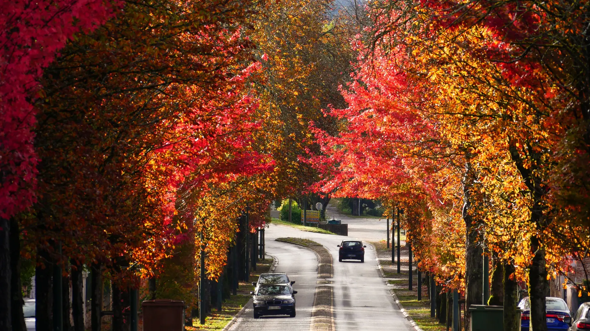 avenue_toulouse_automne