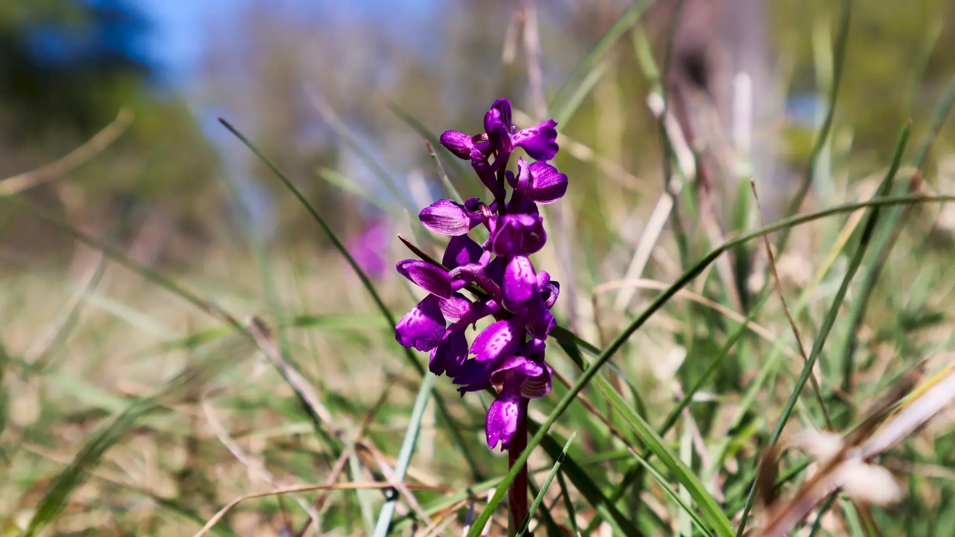 Les causses, paradis des orchidées