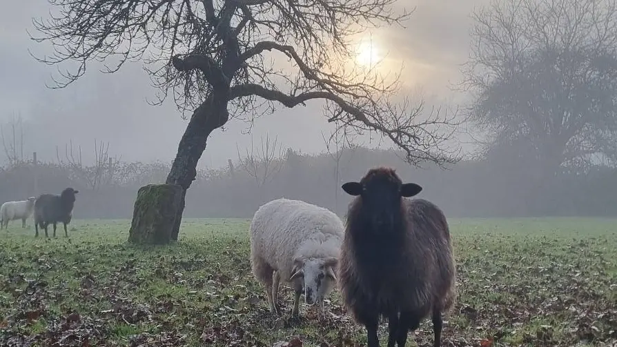 brebis ©ecopaturage Lot 46