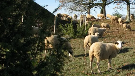 Moutons à lunettes