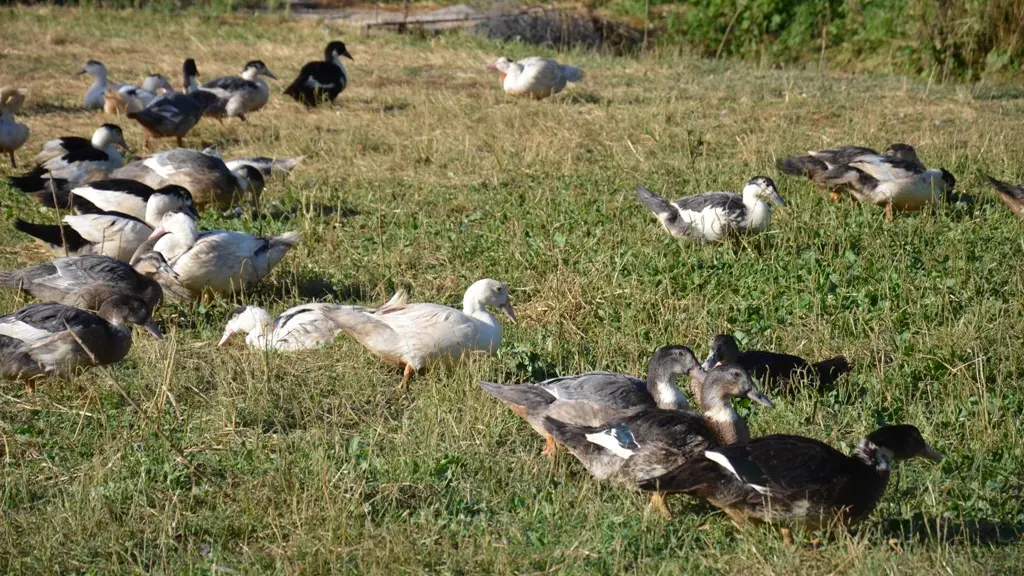 canard-ferme-peyreches-quercy