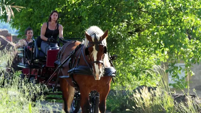 Calèches de Céline