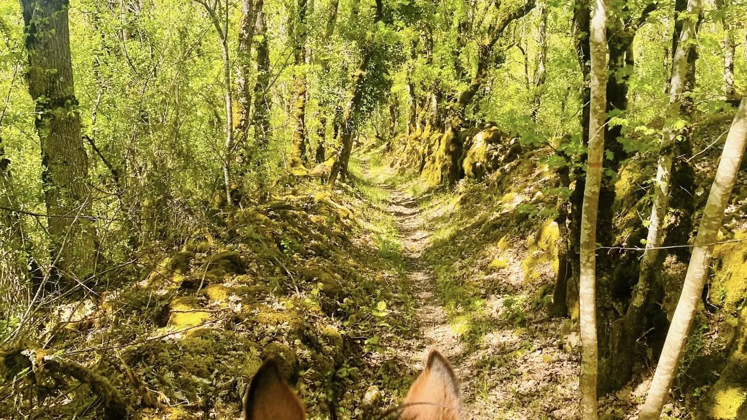 cheval causse Equi Aventures