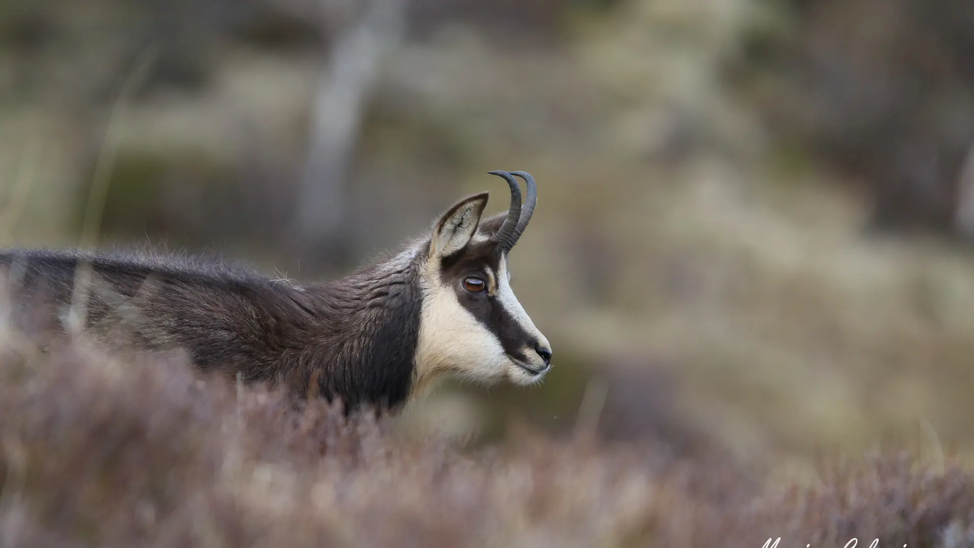 Excursion chez nos voisins Cantaliens