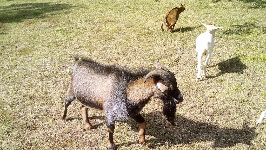 chèvre le bouc