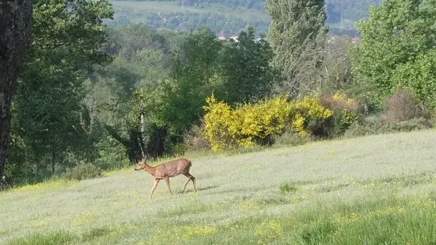 Chpotierfigeac