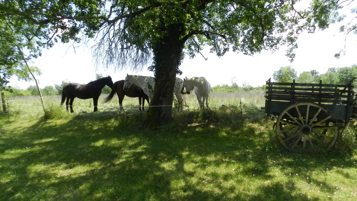 combelcau-chevaux