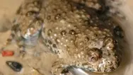 crapaud sonneur