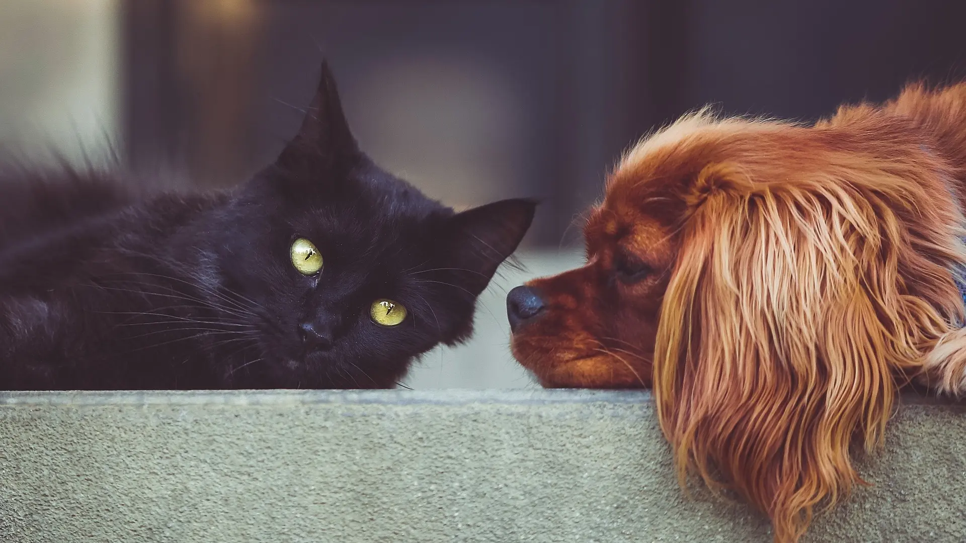 Chien et chat