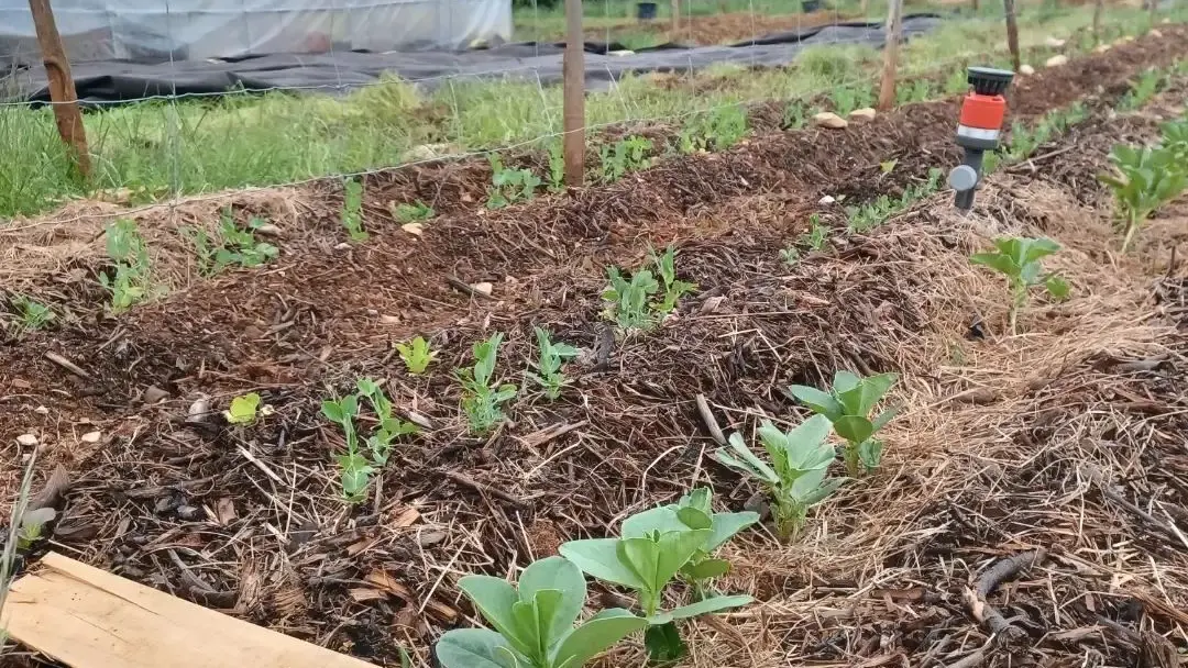 Le potager au printemps