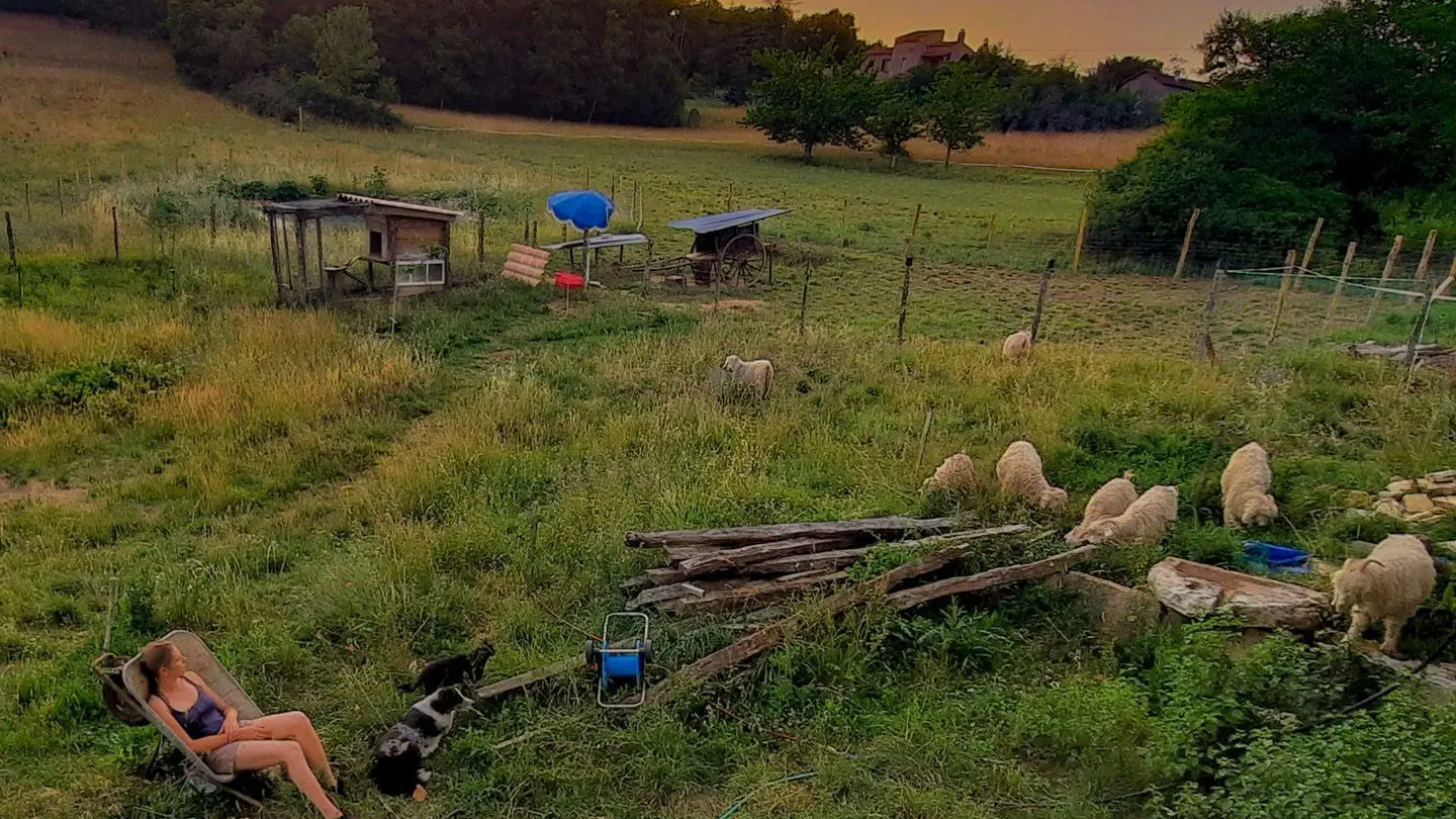 Un soir d'été avec mes tondeuses